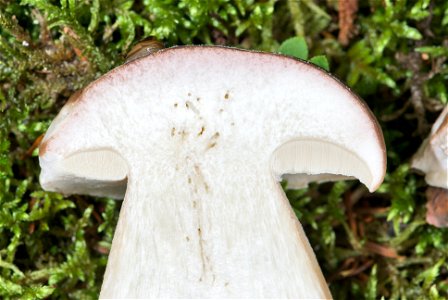 is an edible mushroom in the Basidiomycete phylum. The fruiting body of the specimen in the picture has been growing for about four days and was cut apart to display the interior. A detail are the spo photo