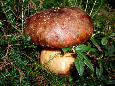 Autore: Eleonora
Ecco cosa potrete trovare tra la vegetazione di Ateleta: uno splendito Boletus Edulis, più comunemente detto porcino.