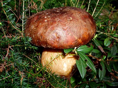 Autore: Eleonora Ecco cosa potrete trovare tra la vegetazione di Ateleta: uno splendito Boletus Edulis, più comunemente detto porcino. photo