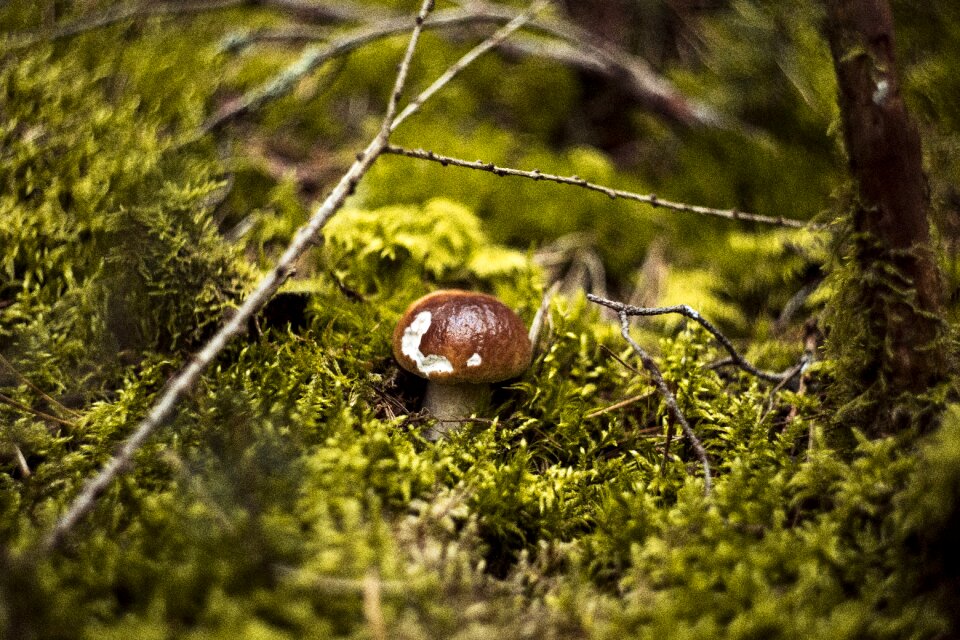 Autumn mushrooms red