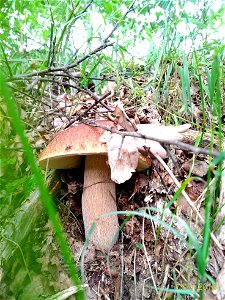 Boletus edulis photo