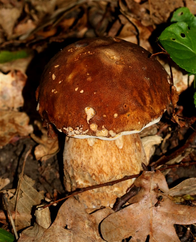 Summer cep photo