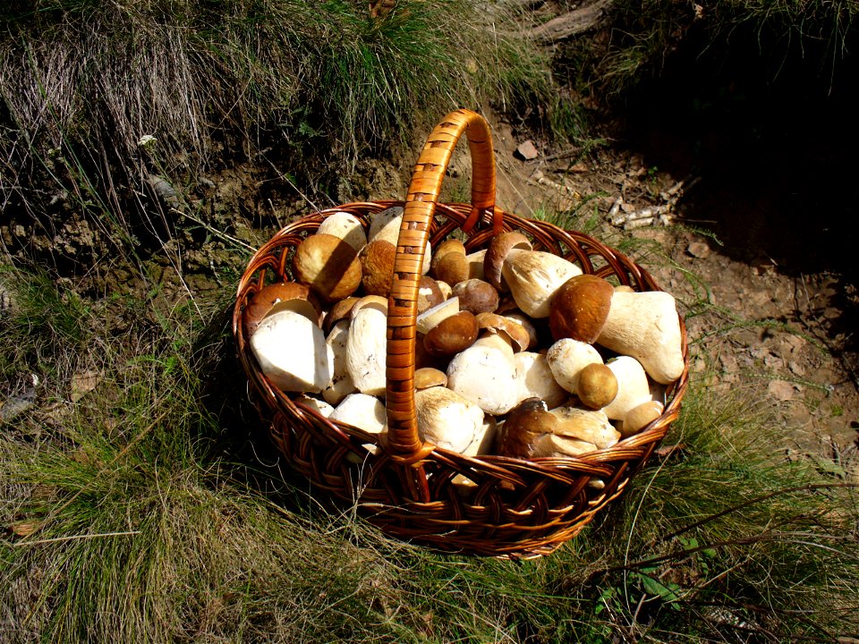 Cep in basket (Boletus edulis) photo