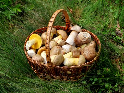 Picked edible fungi in basket. Cep (Boletus edulis, Boletus reticulatus), and Iodine bolete (Boletus impolitus). Trophies of a mushroom hunt. Ukraine. photo