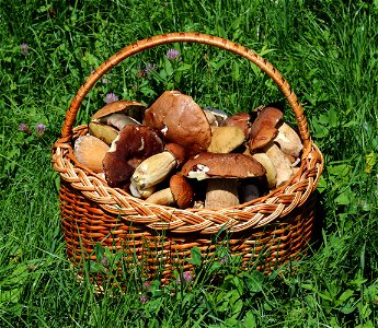 Picked edible fungi in basket. Trophies of a mushroom hunt. Ukraine, Vinnytsia region