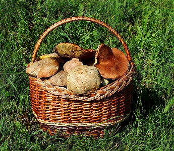 Picked edible fungi in basket. Cep and Iodine bolete. Trophies of a mushroom hunt. Ukraine, Vinnytsia region