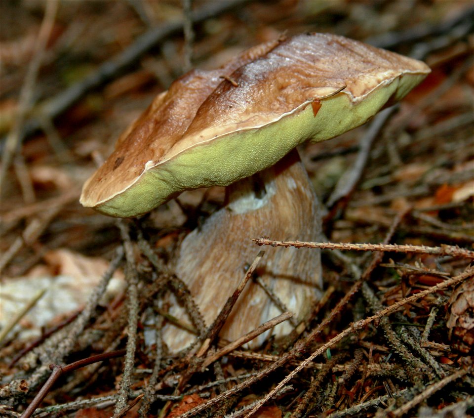 Boletus edulis, found in South Bohemia, Czech Republic photo