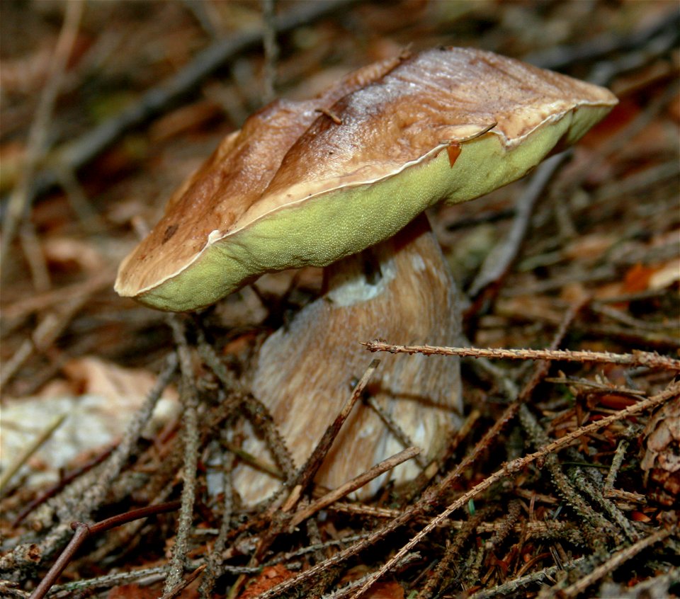 Boletus edulis, found in South Bohemia, Czech Republic
