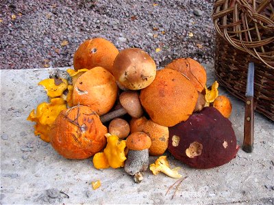 Edible mushrooms: Boletus aurantiacus et al. Съедобные грибы: Подосиновики, подберёзовики, белые грибы и лисички photo