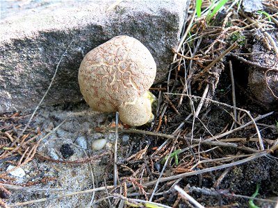 Small cep in a garden of Capbreton (Landes, France). photo