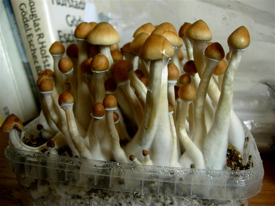 Growbox with nearly mature P. Cubensis.