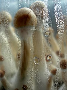 Young fruiting bodies of Psilocybe Cubensis behind transparent foil. photo