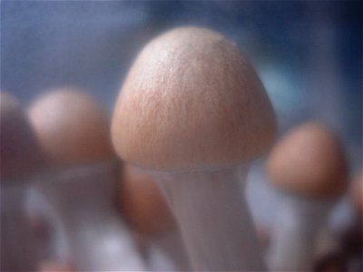 Fruiting body of Psilocybe Cubensis with the cap just opening. photo