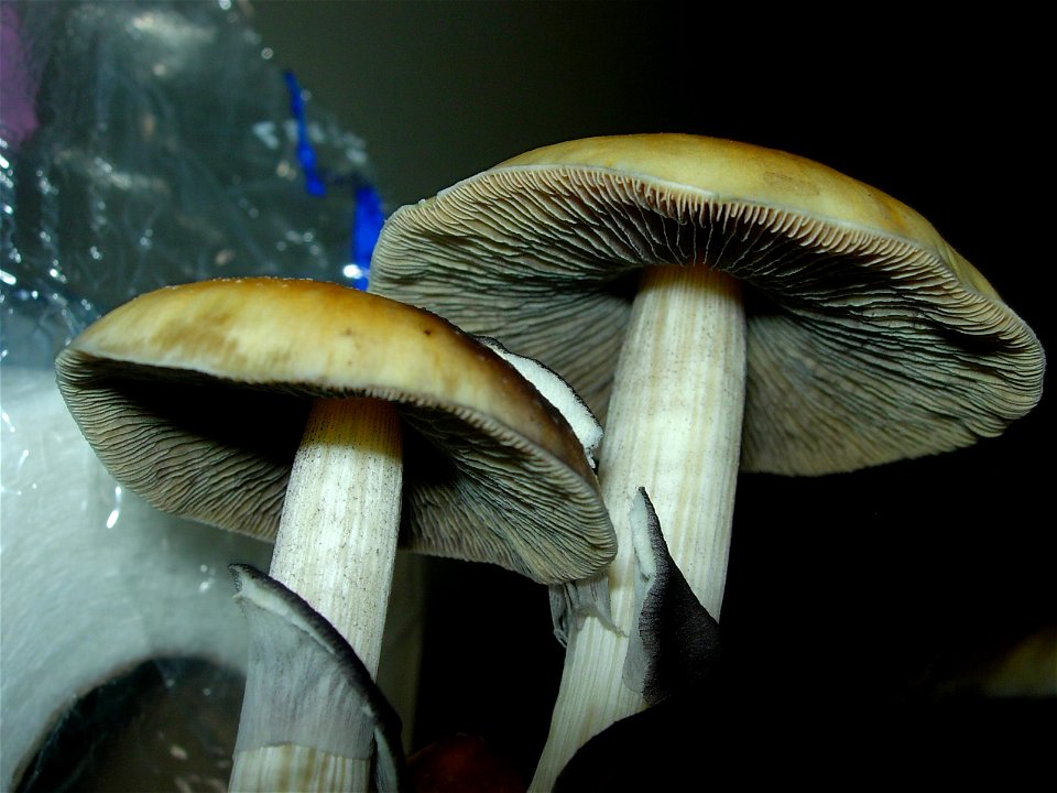 Gills of Psilocybe Cubensis.