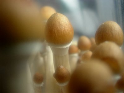 Young fruiting bodies of Psilocybe Cubensis. photo