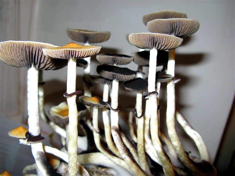 Psilocybe cubensis