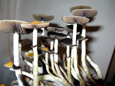 Psilocybe cubensis photo