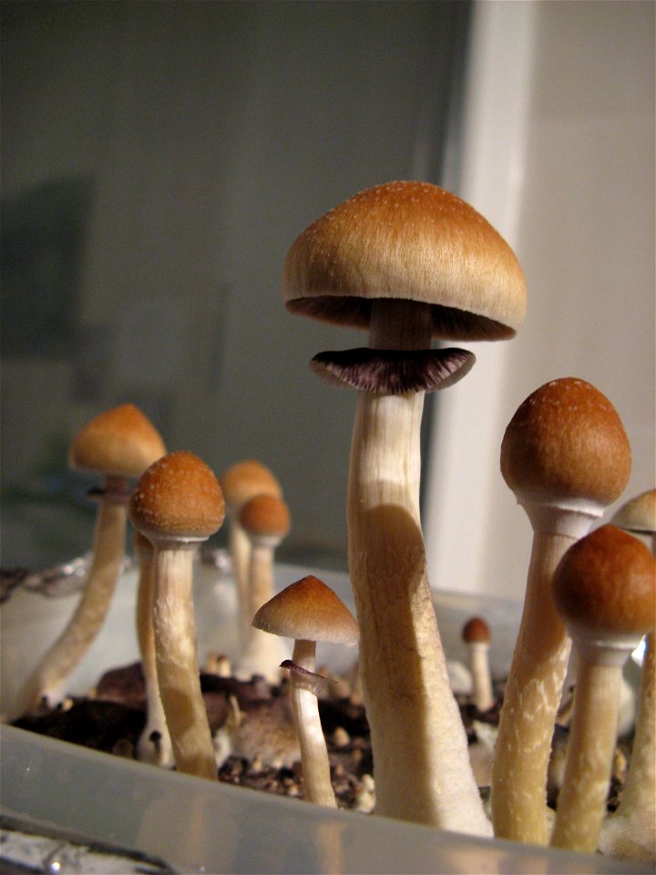 Psilocybe cubensis
