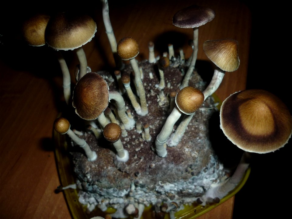 Psilocybe cubensis