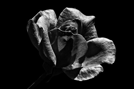 Rose black and white flower