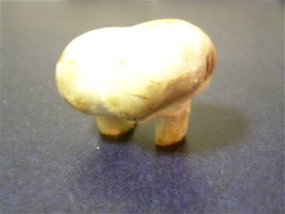 A mushroom with two stalks photo