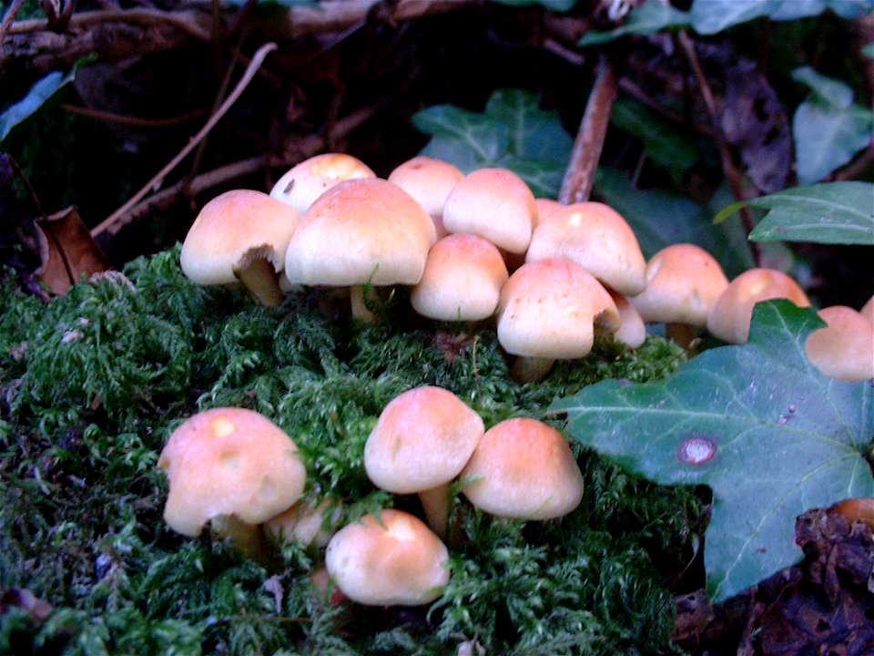 Champignons à Plouzané 