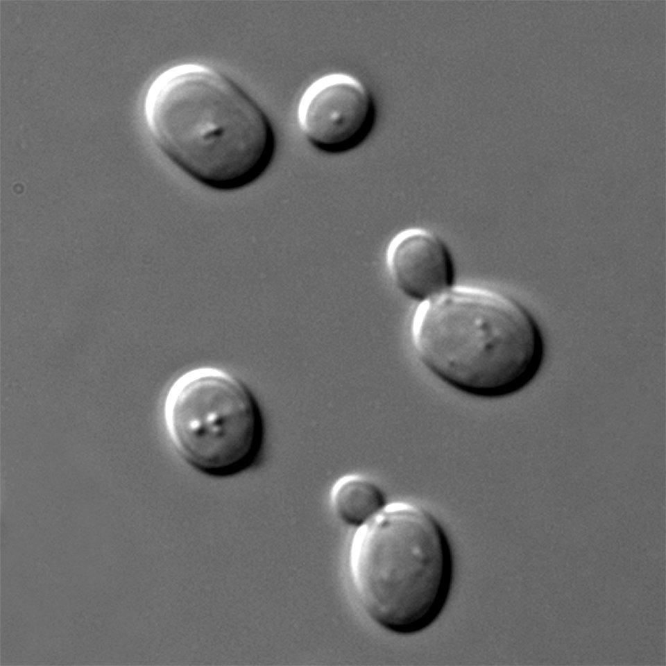 Saccharomyces cerevisiae cells in DIC microscopy. Imaging was performed with the Olympus BX61 microscope and a UPlanSApo
100× NA 1.40 oil immersion objective (Olympus). Pictures were acquired at room 