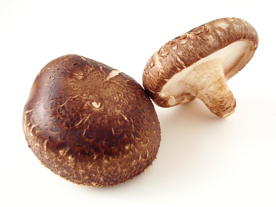 Shiitake. Binomial name: Lentinula edodes photo