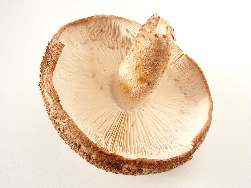 Shiitake. Binomial name: Lentinula edodes photo