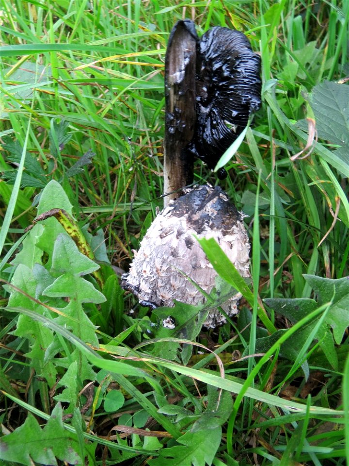 Schopf-Tintling (Coprinus comatus) im Naturschutzgebiet „Wagbachniederung“