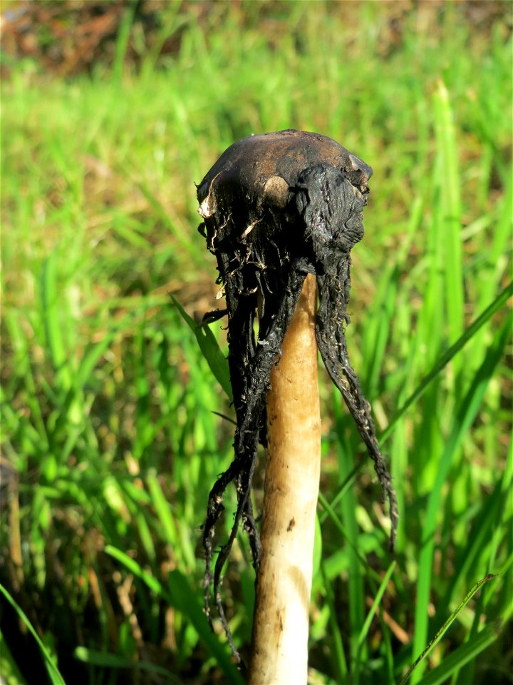 Schopf-Tintling (Coprinus comatus) in Saarbrücken