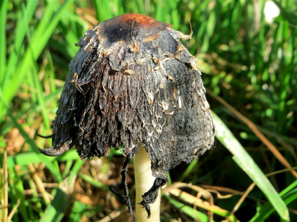 Schopf-Tintling (Coprinus comatus) in Saarbrücken