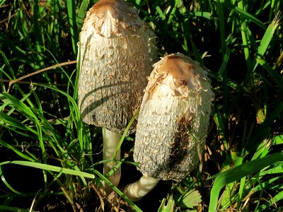 Schopf-Tintling (Coprinus comatus) in Saarbrücken
