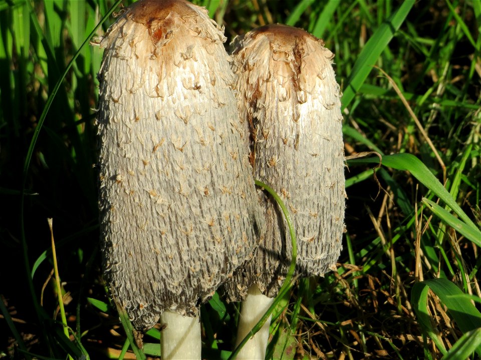 Schopf-Tintling (Coprinus comatus) in Saarbrücken