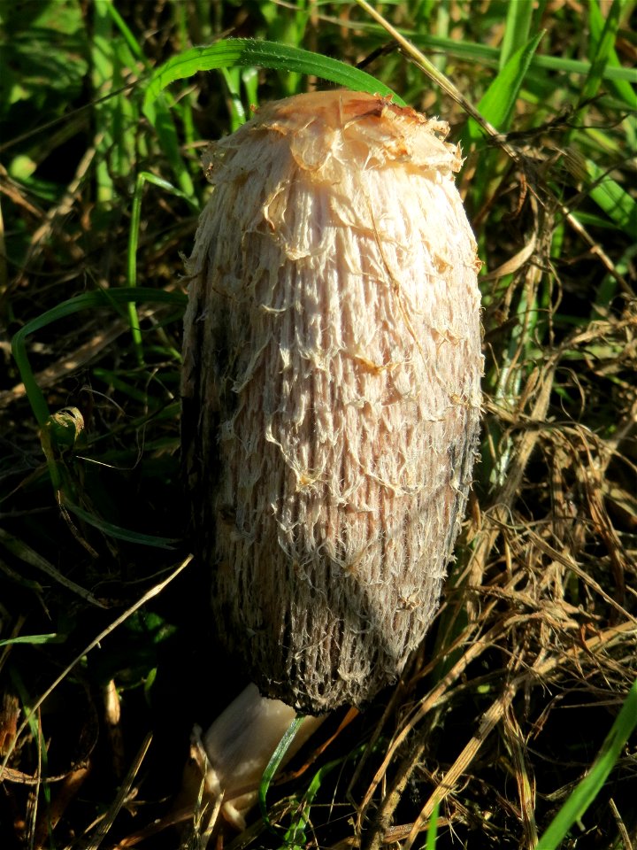 Schopf-Tintling (Coprinus comatus) in Saarbrücken