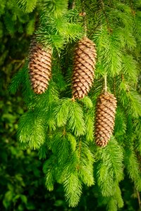 Conifer holly christmas