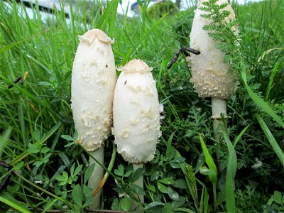 Schopf-Tintling (Coprinus comatus) in Saarbrücken