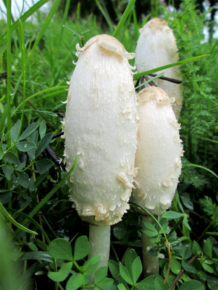 Schopf-Tintling (Coprinus comatus) in Saarbrücken