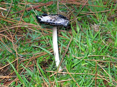 Coprinus comatus (vello) (A Toxa, O Grove).