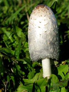 Coprinus comatus (Shaggy Ink Cap) Mushroom photo