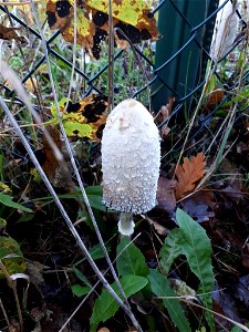 Shaggy Mane (Coprinus comatus)