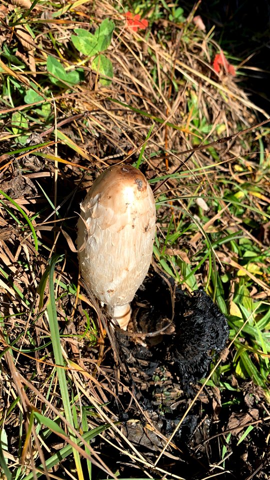 Shaggy Mane (Coprinus comatus)