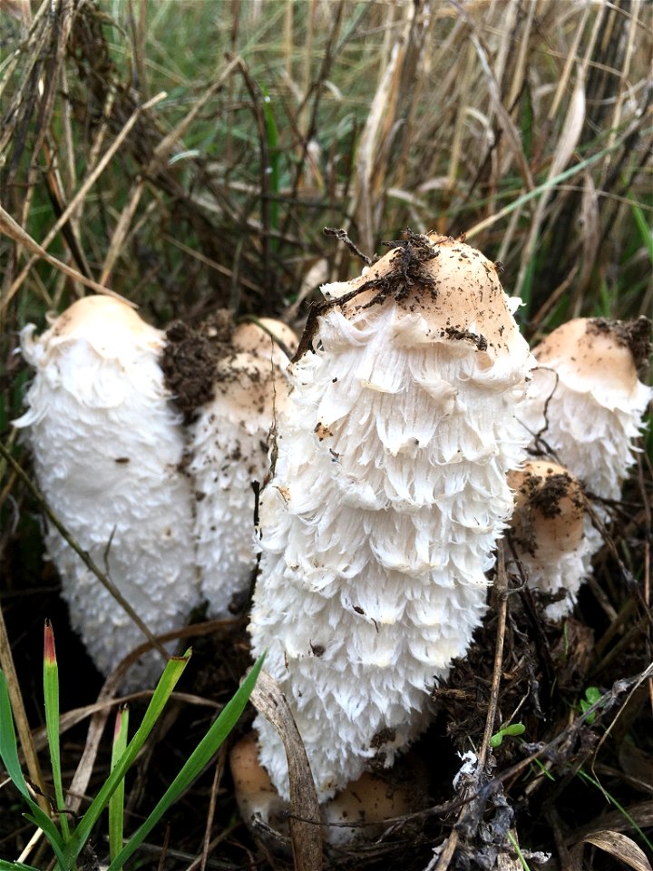 Shaggy Mane (Coprinus comatus)