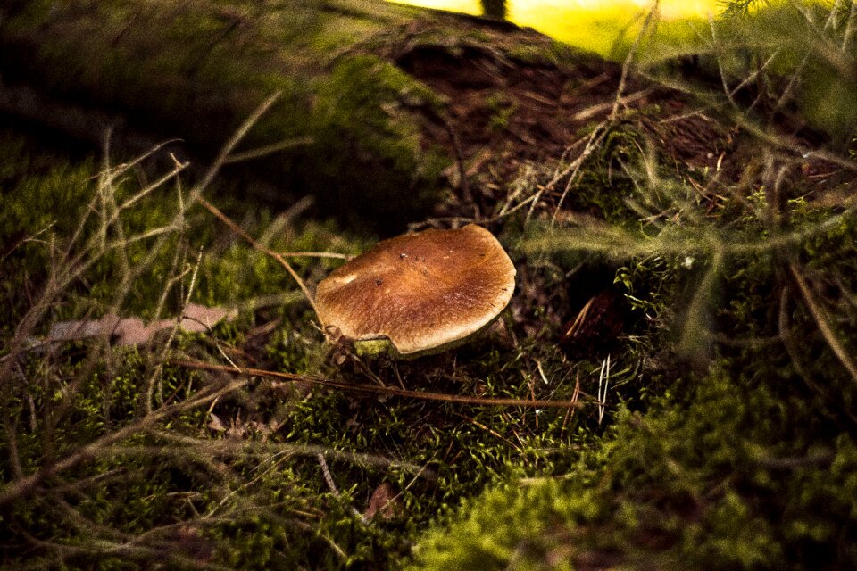 Autumn mushrooms red