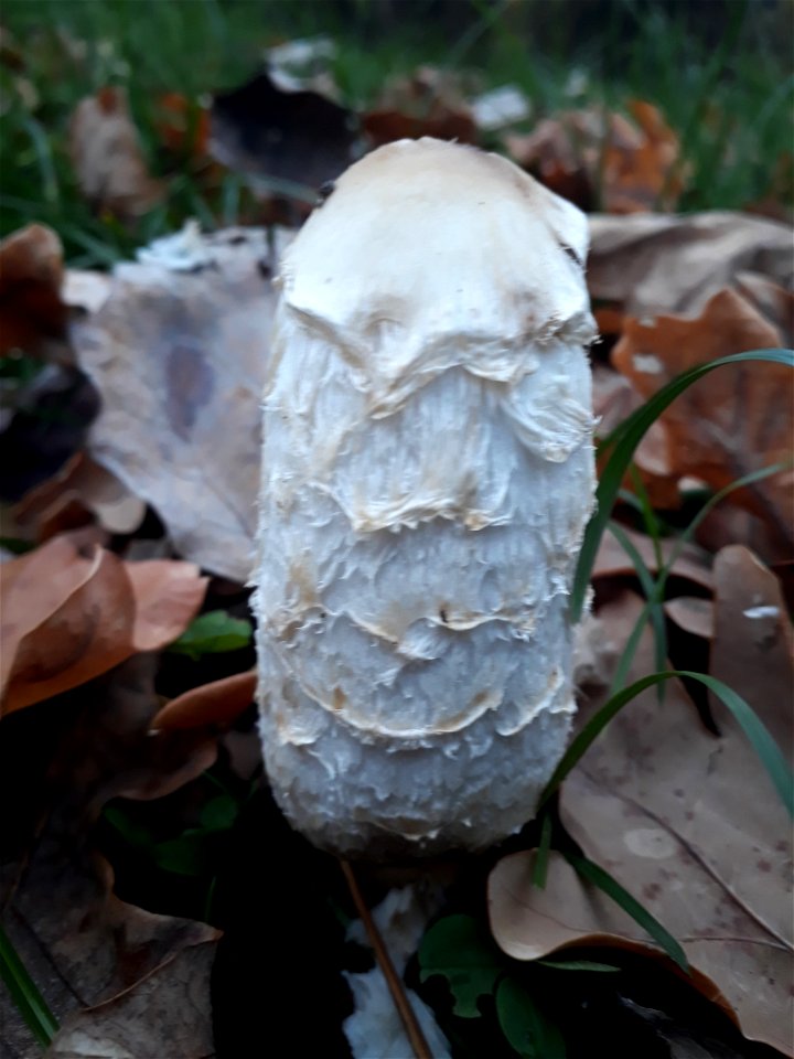 Shaggy Mane (Coprinus comatus)