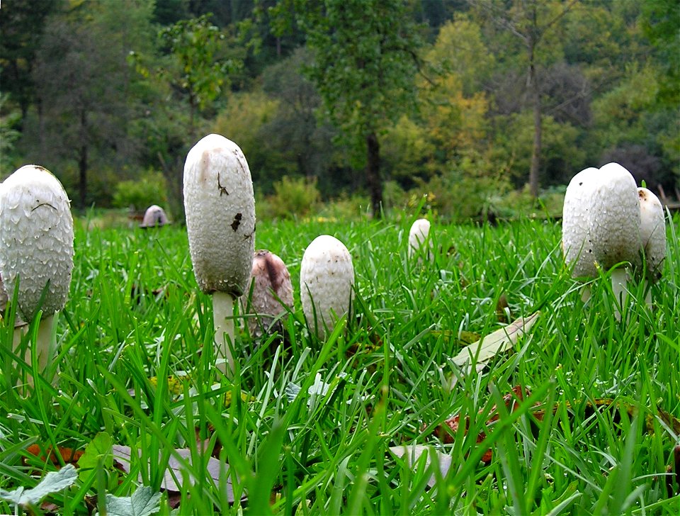 Mushrooms Coprinus comatus on garden