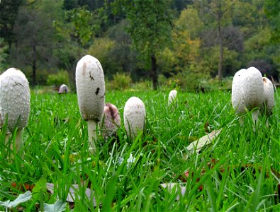 Mushrooms Coprinus comatus on garden