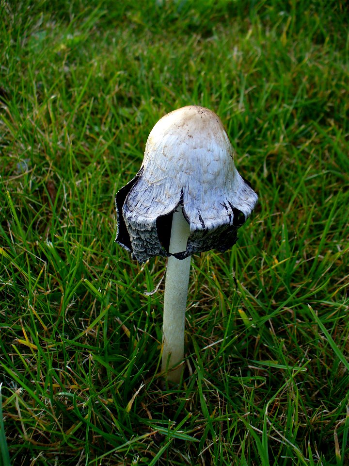 I am the originator of this photo. I hold the copyright. I release it to the public domain. This photo depicts a mushroom in Saint Pierre.