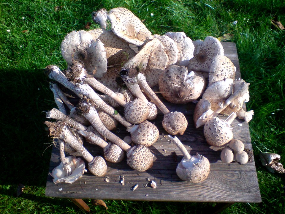 Parasol mushroom (Macrolepiota procera) on Desk