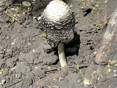 Неизвестный гриб. Снято 22 мая 2011 в Саратове